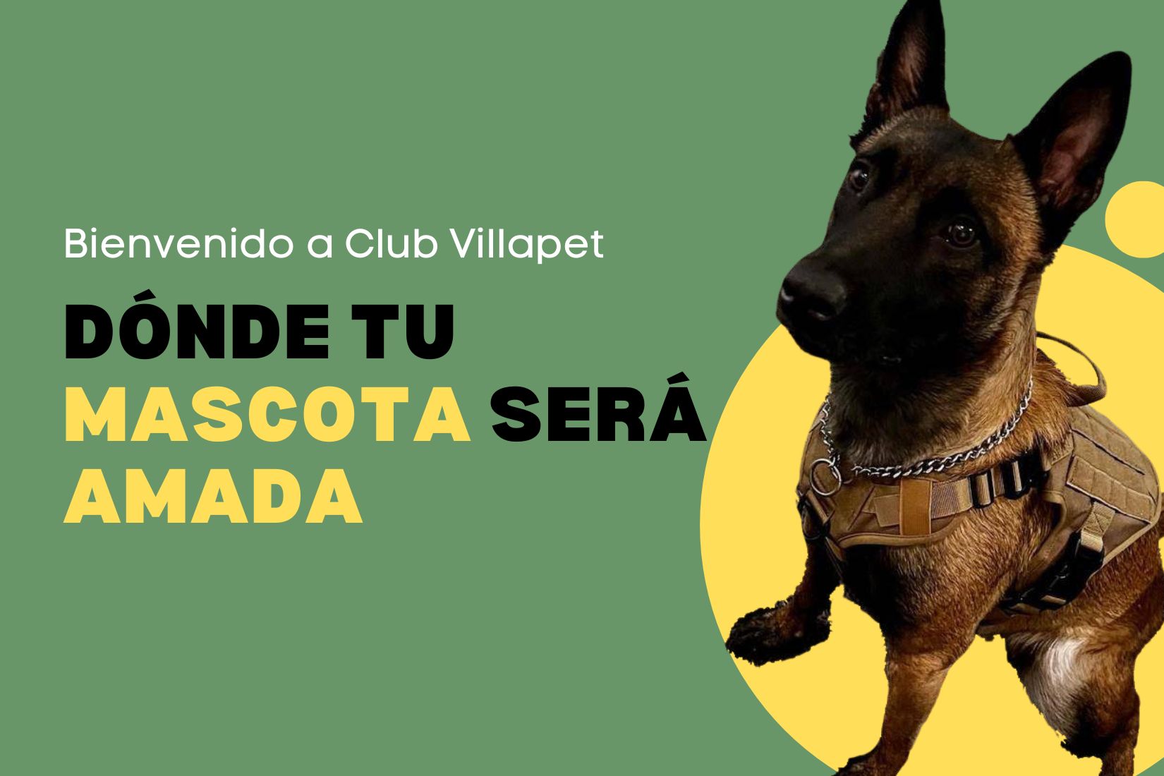 Perros felices en áreas verdes