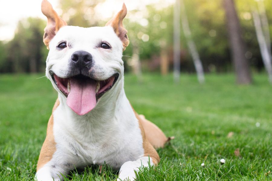 Perro disfrutando de un espacio verde al aire libre