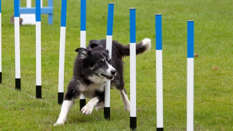 ¿Qué es el agility en perros?