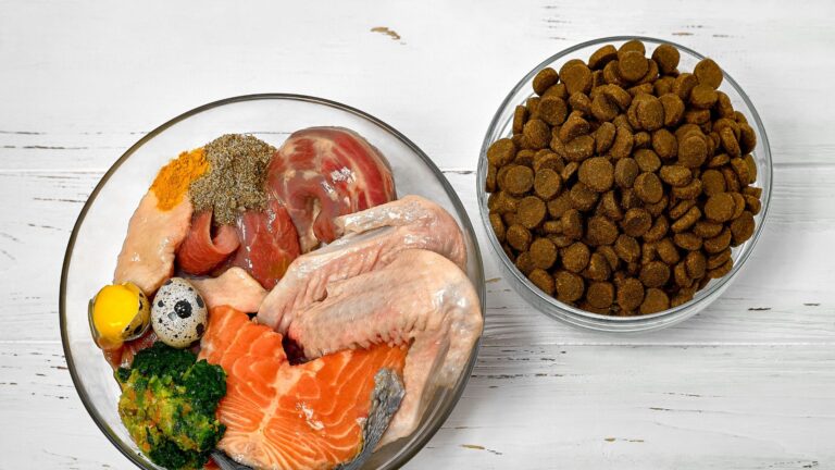 Cómo Elegir la Mejor Alimentación para tu Perro: Guía Completa para Dueños Responsables